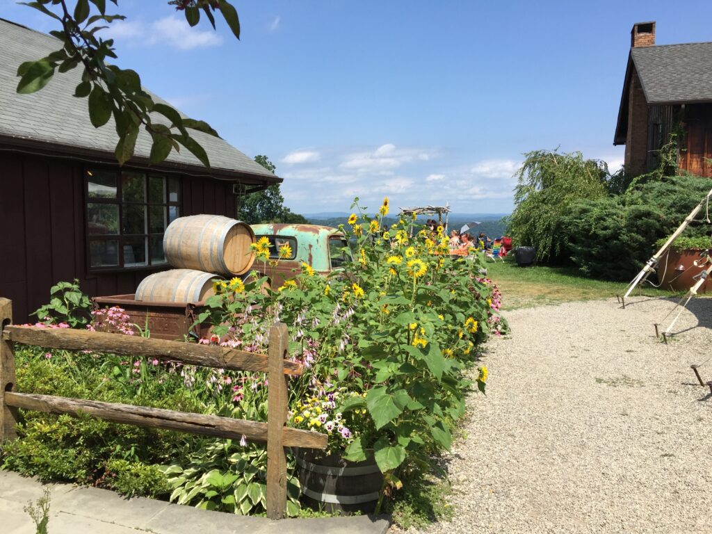 Sunflowers and wine barrels at Benmarl Winery in Marlboro, NY